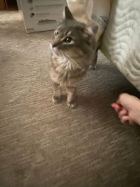 Daddy, is it okay if I get scritches from my sister?