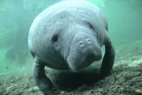 Manatee Appreciation Day