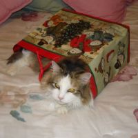 Christmas Cat