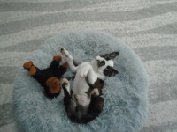 Archie with his chimpanzee stuffie