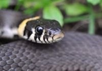 Garden Snake - Finland
