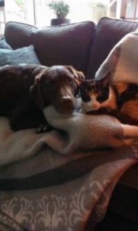 Cat and Dog