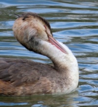 grooming great crested grebe (fuut)