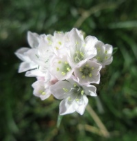 White Armeria flower (close-up)