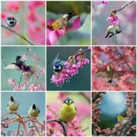 Birds Enjoying Spring