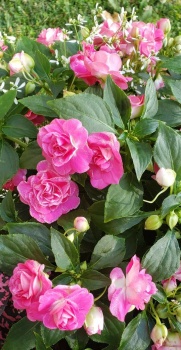 "Pink Ruffle" Double Impatiens