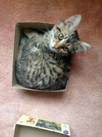 kitties & puzzles