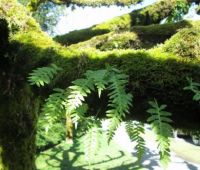 Moss and Ferns