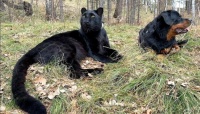 Luna the panther and Venza the Rottweiler... These two cuties know how to relax...