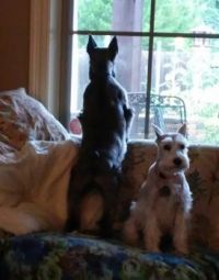 dog at window