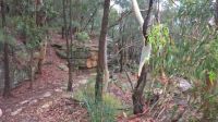 The track down to the river - Berowra