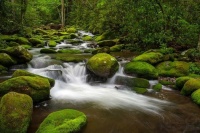 Smoky Mountain Paradise-Great Smoky Mountains National Park Nature Trail, Gatlinburg, Tennessee by Dave Allen