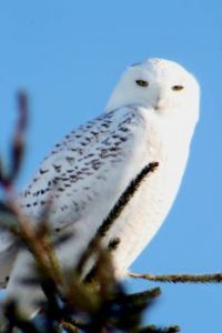Male Snowy Owl