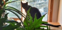 Ebony in window  2025-01-16