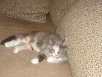 Notre petite chatte d'espagne...