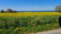 Yellow and blue