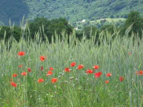 Poppies and triticale