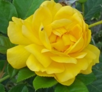 Yellow Rose with Fly