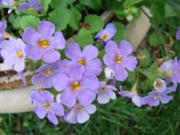 Bacopa_Gulliver Blue