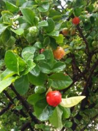 Acerola Flowers and fruits