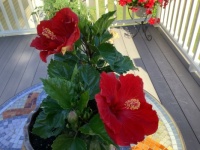Red hibiscus