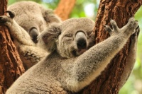 Koalas asleep in tree