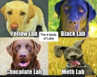 4 varieties of Labs