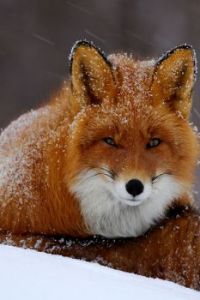 Snow-frosted Fox