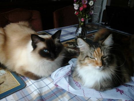 Luka (Ragdoll) and Laycee (Maine Coon) best of friends :)