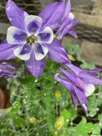 Blue columbine today