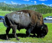 Bison in Custer Park