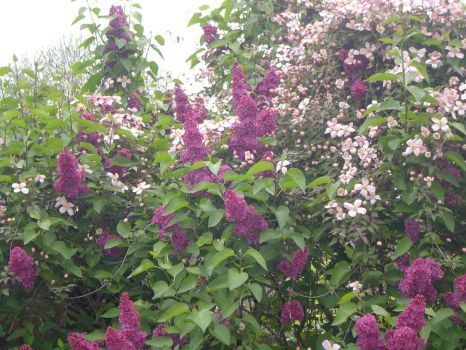 lilac and clematis
