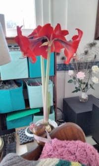 A Christmas present plant I got