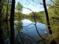 Metsälampi