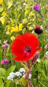 Poppy in the flower meadow