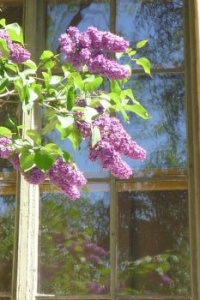 Oslo lilacs
