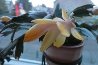 My small Christmas Cactee is blooming again.