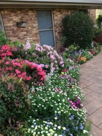 spring flowers queensland