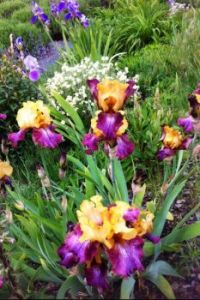 Purple & yellow Iris