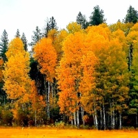 NW Washington Fall Colors!