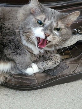 Greyson:  Shoe is MINE!
