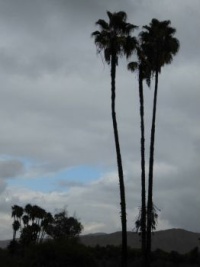 Palm Trees at Fairmount Park, Riverside CA