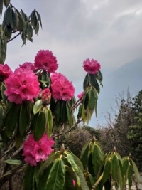 🌺🗻🌺 Kingdom of rhododendrons 🌺🗻🌺