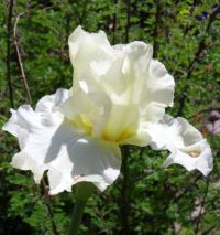 Delicate White Iris