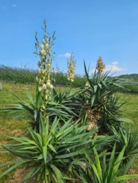 Stechpalme in drei Blütenstadien - Holly in three flowering stages