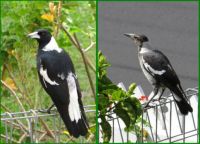 Magpie mom and her latest baby.