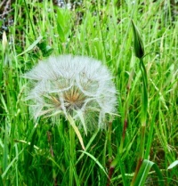 Morning Walk. Goat's Beard