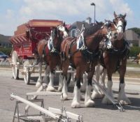 Clydsdales