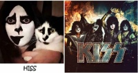 Wobblybear's Fun Stuff (wbfs) - They (cat & hooman) started their new rock group called 'Hiss'