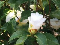 Camelia blanc